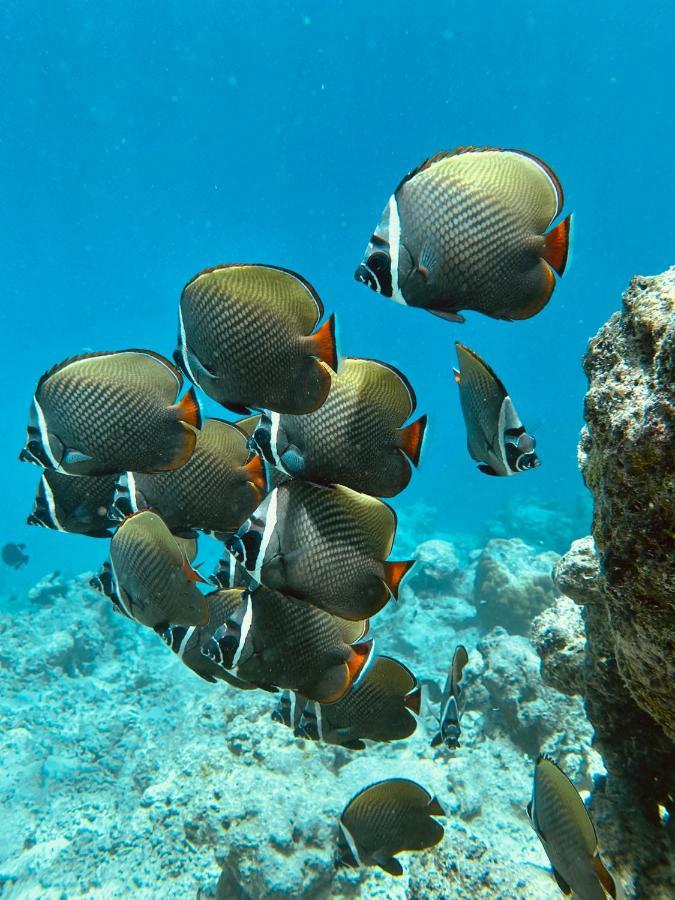 טלאוסדו Coral Inn מראה חיצוני תמונה